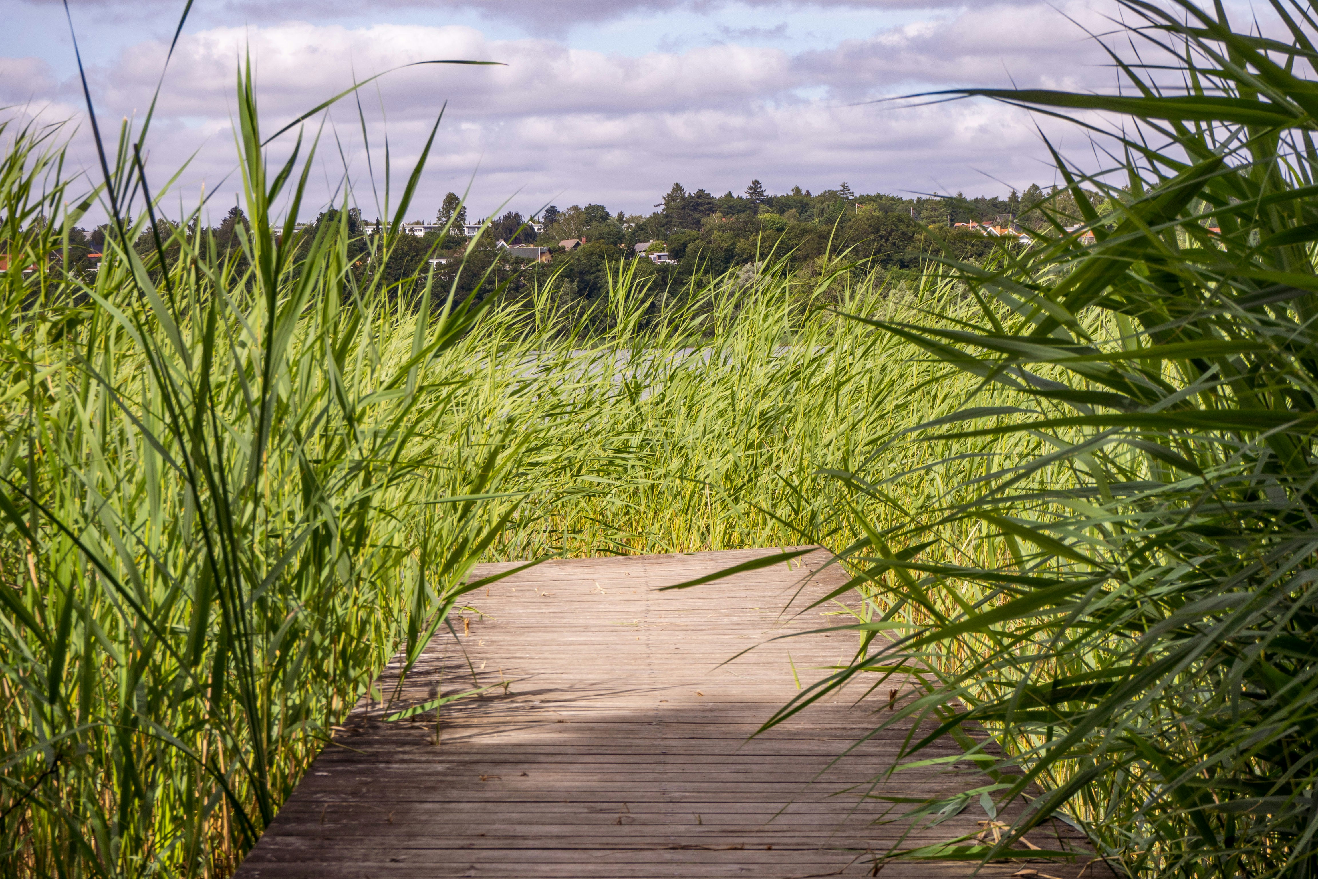 brown wooden pathway between green grass field under white clouds during daytime